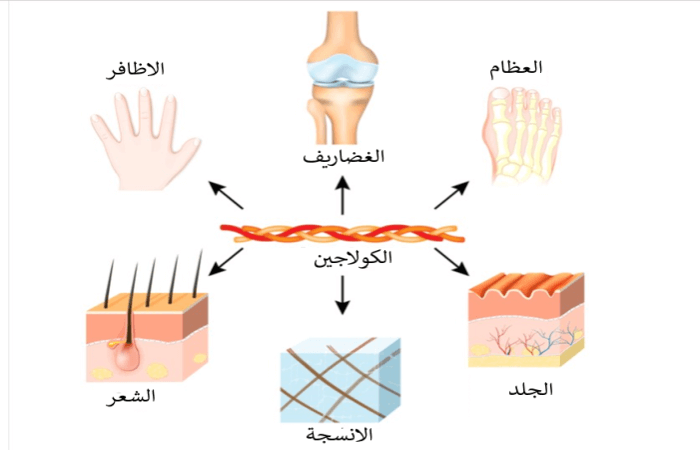 فوائد الكولاجين للجسم