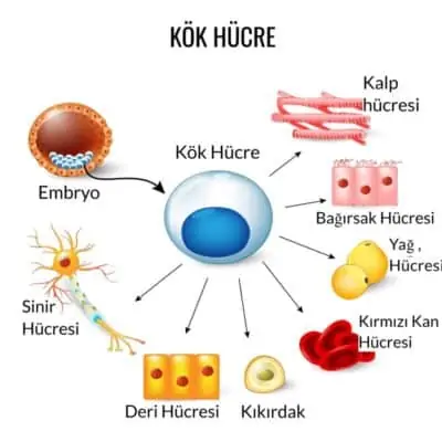 Kök hücre-SVF